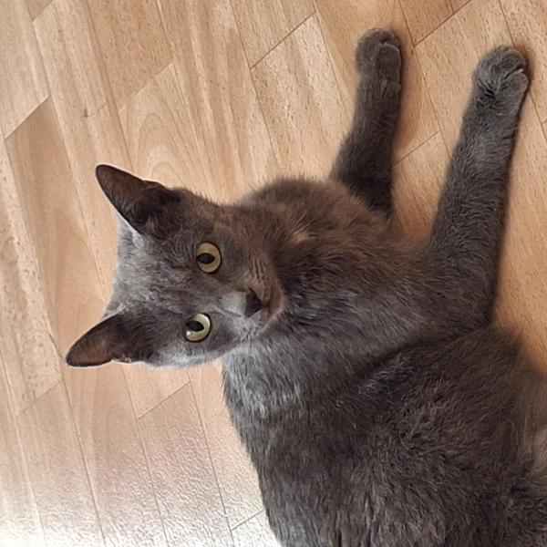 Europäische Hauskatze